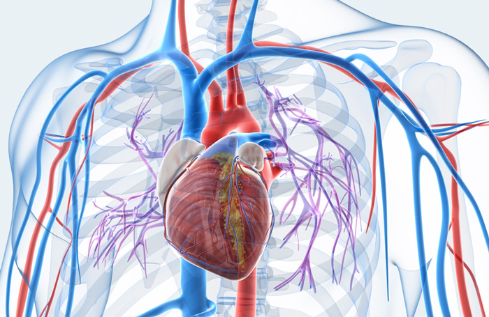 How is Blood Circulated Through the Body? - Ausmed